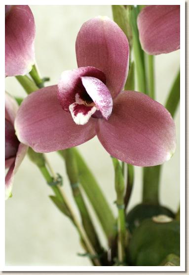 リカステ ショーナン ジャック 'スタートル'