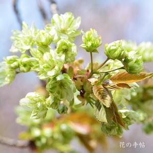 サクラ　ギョイコウ（御衣黄）｜花の手帖の桜図鑑