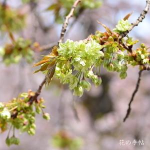 サクラ　ギョイコウ（御衣黄）｜花の手帖の桜図鑑