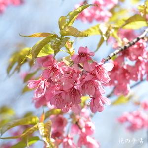 サクラ　ヒマラヤヒザクラ（ヒマラヤ緋桜）｜花の手帖の桜図鑑