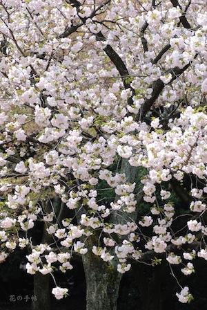 サクラ　イチヨウ（一葉）｜花の手帖の桜図鑑