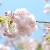サクラ イチヨウ｜花の手帖のサクラ図鑑