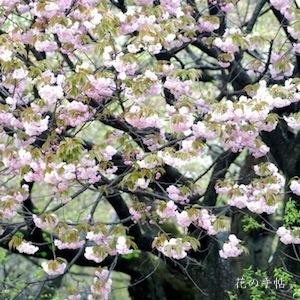 サクラ　イモセ（妹背）｜花の手帖の桜図鑑
