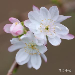 サクラ　ジュウガツザクラ（十月桜）｜花の手帖の桜図鑑