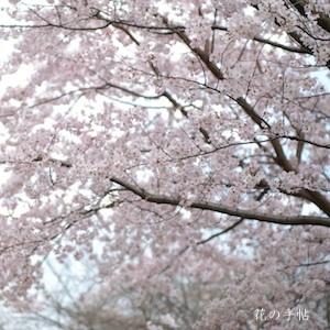 サクラ　コシノヒガンザクラ（越の彼岸桜）｜花の手帖の桜図鑑