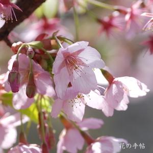 サクラ　シュゼンジカンザクラ（修善寺寒桜）｜花の手帖の桜図鑑
