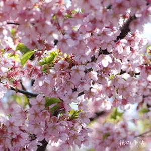 サクラ　シュゼンジカンザクラ（修善寺寒桜）｜花の手帖の桜図鑑