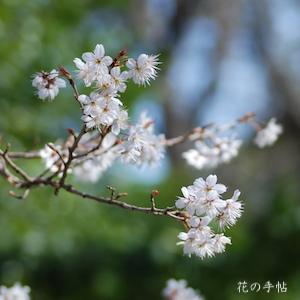 サクラ　シナミザクラ（支那実桜）｜花の手帖の桜図鑑