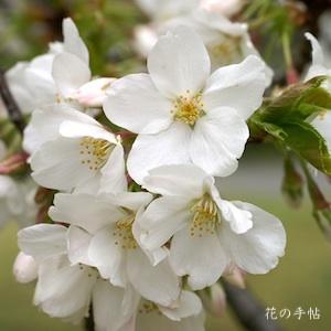 サクラ　ソメイニオイ（染井匂）｜花の手帖の桜図鑑