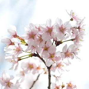サクラ　トウカイザクラ（東海桜）｜花の手帖の桜図鑑