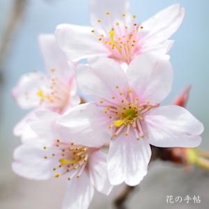 サクラ　トウカイザクラ（東海桜）｜花の手帖の桜図鑑