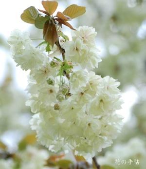 サクラ　ウコン（鬱金）｜花の手帖の桜図鑑