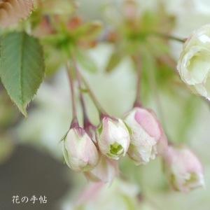 サクラ　ウコン（鬱金）｜花の手帖の桜図鑑