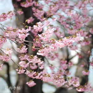 サクラ　ヨウコウ（陽光）｜花の手帖の桜図鑑