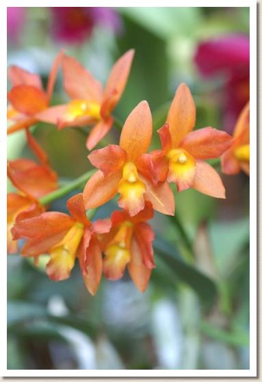 ソフロレリオカトレア ジャンヌ ウィルソン スィートハート