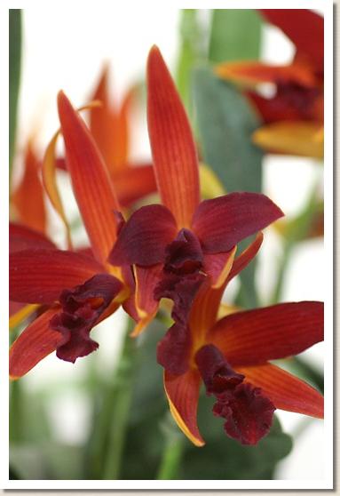 ソフロレリオカトレア カガリビ ドーン・レッドスター