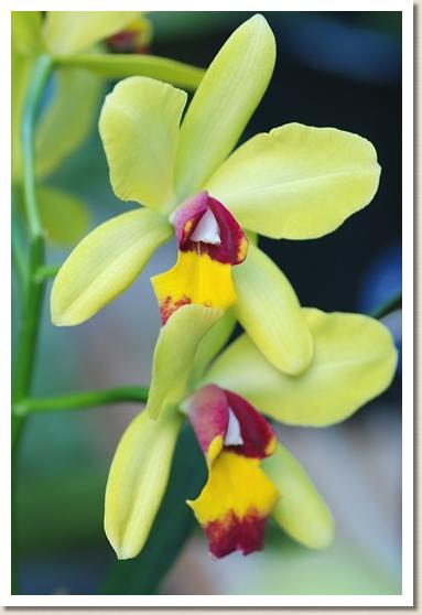 ソフロレリオカトレア ラブトラディション ユミ