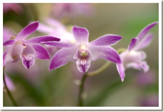 デンドロビウム スペキオキンギアナム