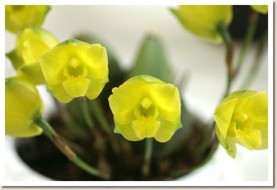 リカステ スプリング ムーン 'キッズ コーラス'