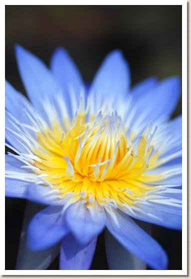 スイレン スター オブ サイアム