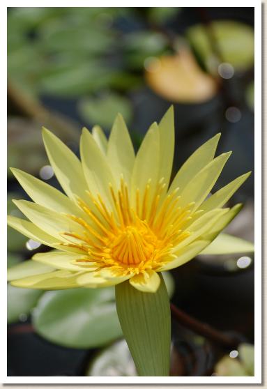 スイレン セントルイス ゴールド