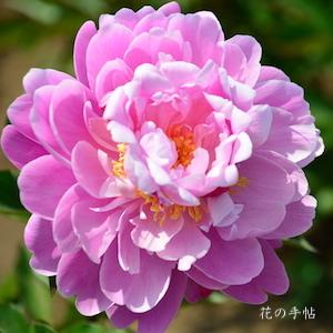 シャクヤク　アボウキュウ｜花の手帖の芍薬図鑑