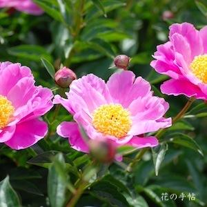 シャクヤク　アカツキ｜花の手帖の芍薬図鑑