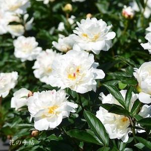 シャクヤク　アラタマ｜花の手帖の芍薬図鑑