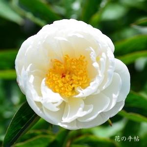 シャクヤク　アリアケ｜花の手帖の芍薬図鑑