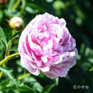 シャクヤク　バイショウ（梅粧）｜花の手帖の芍薬図鑑