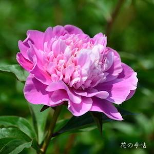 シャクヤク　バンジュ（萬壽）｜花の手帖の芍薬図鑑