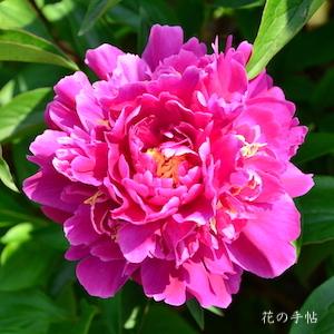 シャクヤク　バンリショウ（萬里照）｜花の手帖の芍薬図鑑