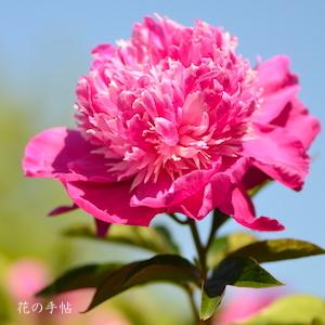 シャクヤク　ボタンクラベ（牡丹競｜花の手帖の芍薬図鑑