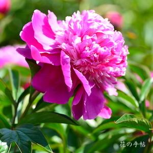 シャクヤク　ボタンクラベ（牡丹競｜花の手帖の芍薬図鑑