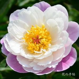 シャクヤク　ブカク（舞楽）｜花の手帖の芍薬図鑑