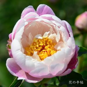 シャクヤク　ブカク（舞楽）｜花の手帖の芍薬図鑑