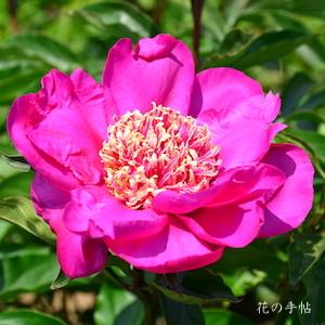 シャクヤク　バーリントンベル｜花の手帖の芍薬図鑑