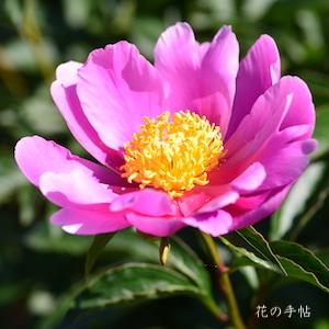 シャクヤク　チョウシュン（長春）｜花の手帖の芍薬図鑑