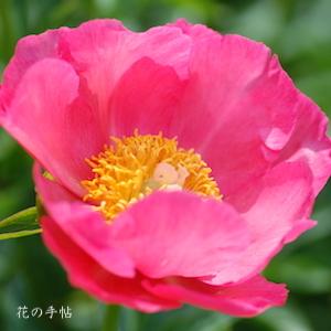 シャクヤク　コーラリー（Coralie）｜花の手帖の芍薬図鑑
