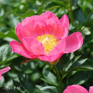 シャクヤク　コーラリー（Coralie）｜花の手帖の芍薬図鑑