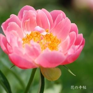 シャクヤク　コーラルサンセット（Coral Sunset）｜花の手帖の芍薬図鑑