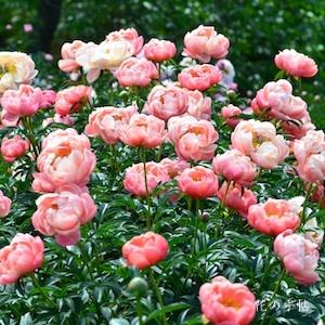 シャクヤク　コーラルチャーム｜花の手帖の芍薬図鑑