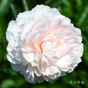 シャクヤク　デメメディッシュ｜花の手帖の芍薬図鑑