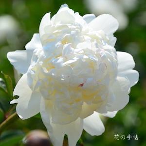 シャクヤク　フェスティバ シュープリーム｜花の手帖の芍薬図鑑