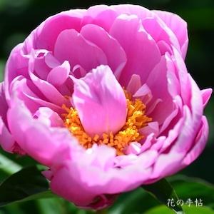 シャクヤク　フジムスメ（藤娘）｜花の手帖の芍薬図鑑