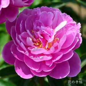シャクヤク　ガンショウ（含笑）｜花の手帖の芍薬図鑑