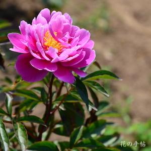 シャクヤク　ガンショウ（含笑）｜花の手帖の芍薬図鑑