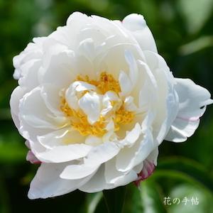 シャクヤク　ハクギョクバン（白玉盤）｜花の手帖の芍薬図鑑