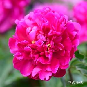 シャクヤク　ハナダイジン（花大臣）｜花の手帖の芍薬図鑑