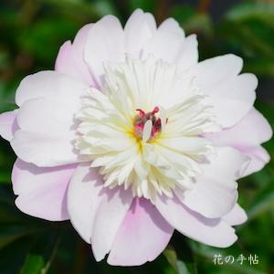 シャクヤク　ハナイカダ（花筏）｜花の手帖の芍薬図鑑